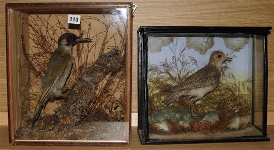 A green woodpecker and plover, cased